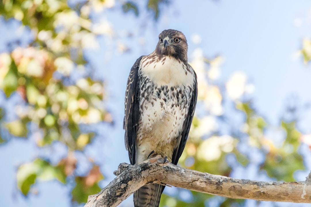 black and white bird on brown tree branch during daytime