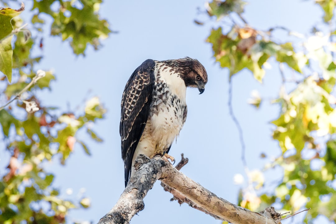 brown and white bird on tree branch during daytime