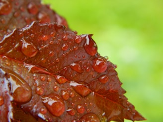 Close-up of red sandalwood leaves with morning dew drops sparkling