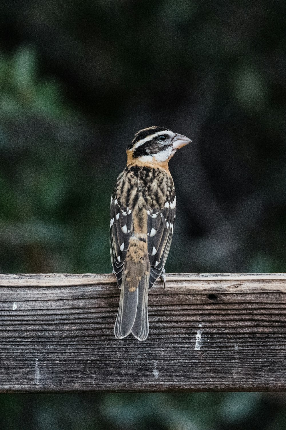 brown and black bird on brown wooden surface