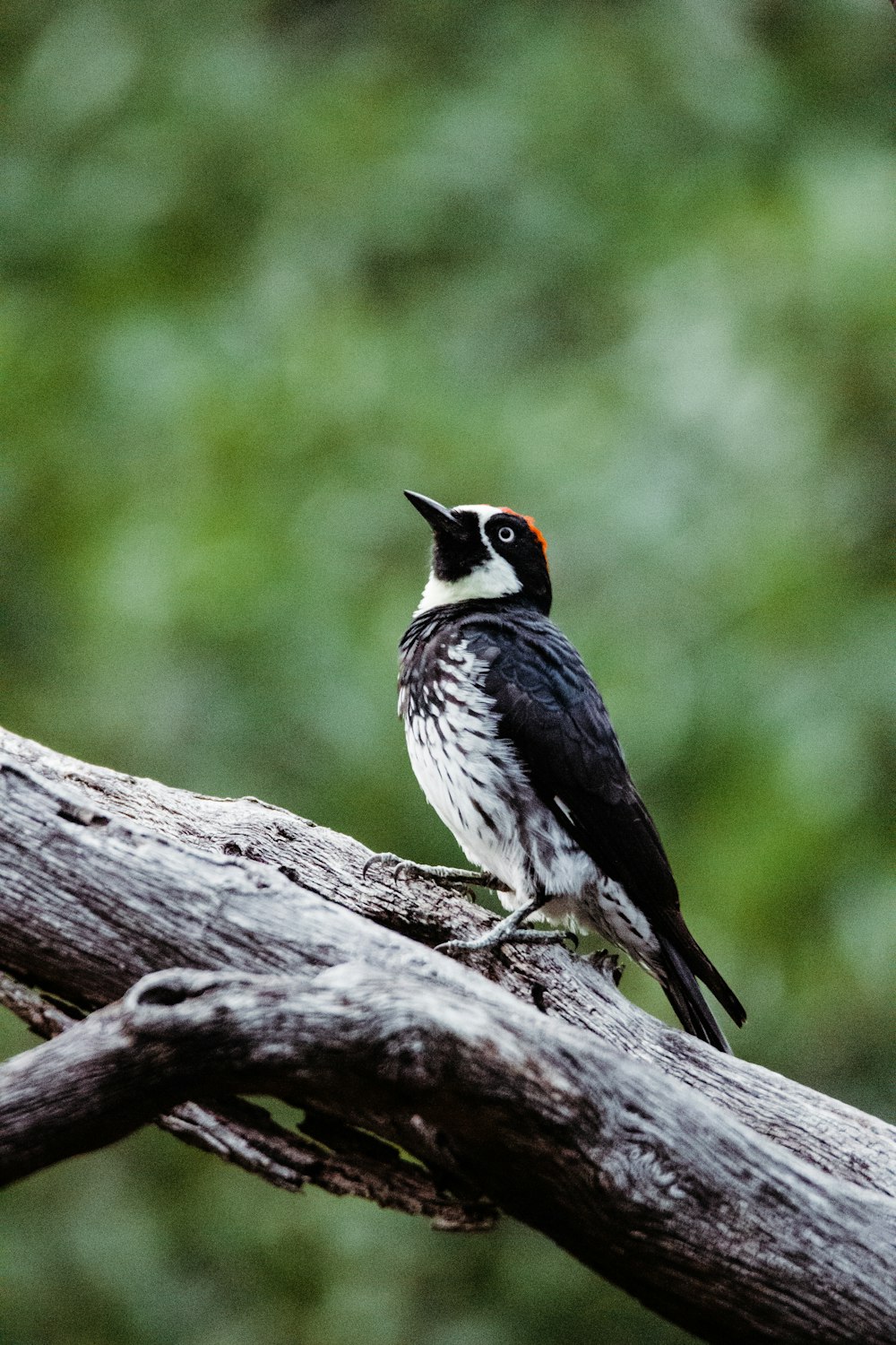 black and white bird on tree branch