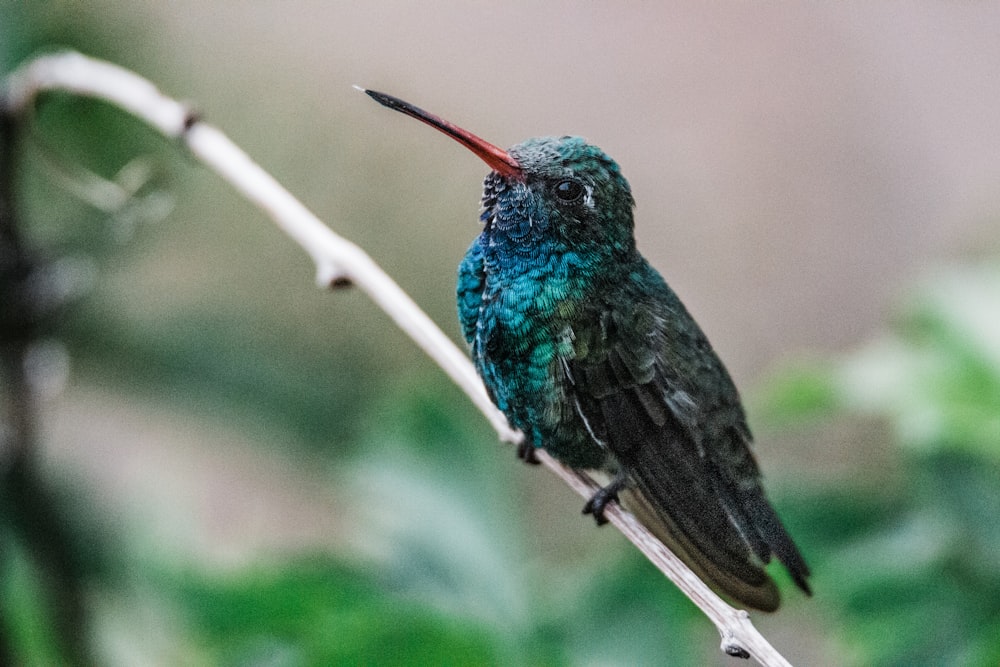 green and black bird on brown tree branch during daytime