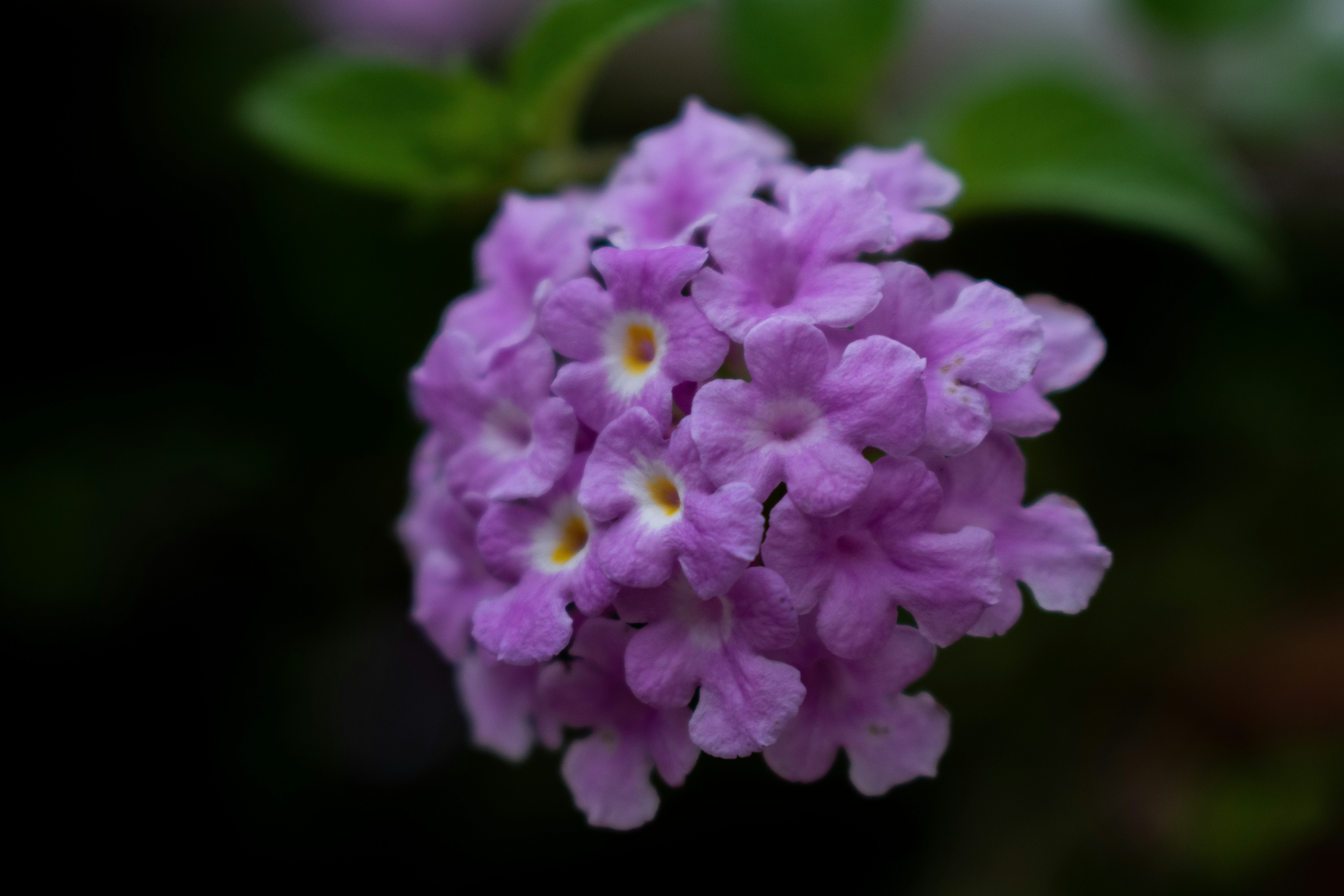 purple flower in macro shot