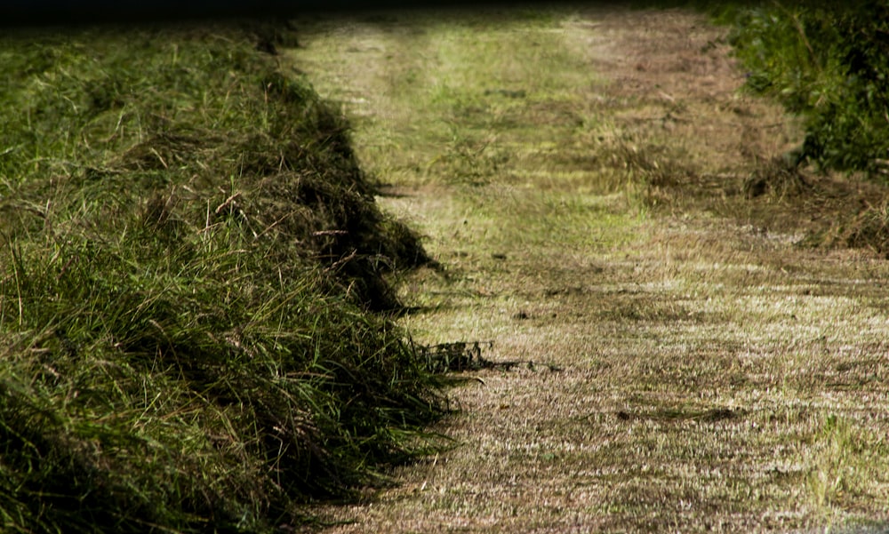 green grass field during daytime