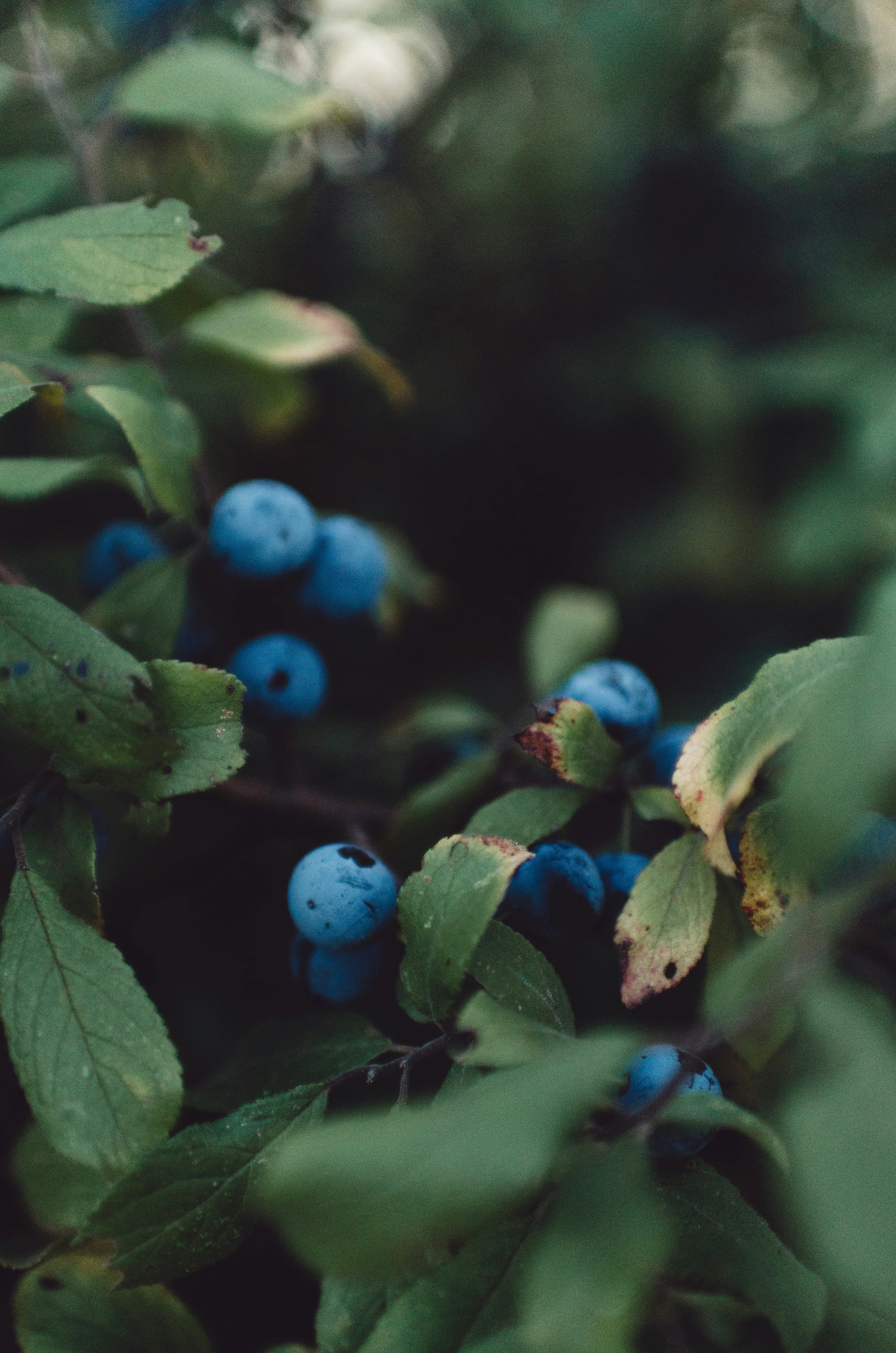 Photo by gamanalice3012