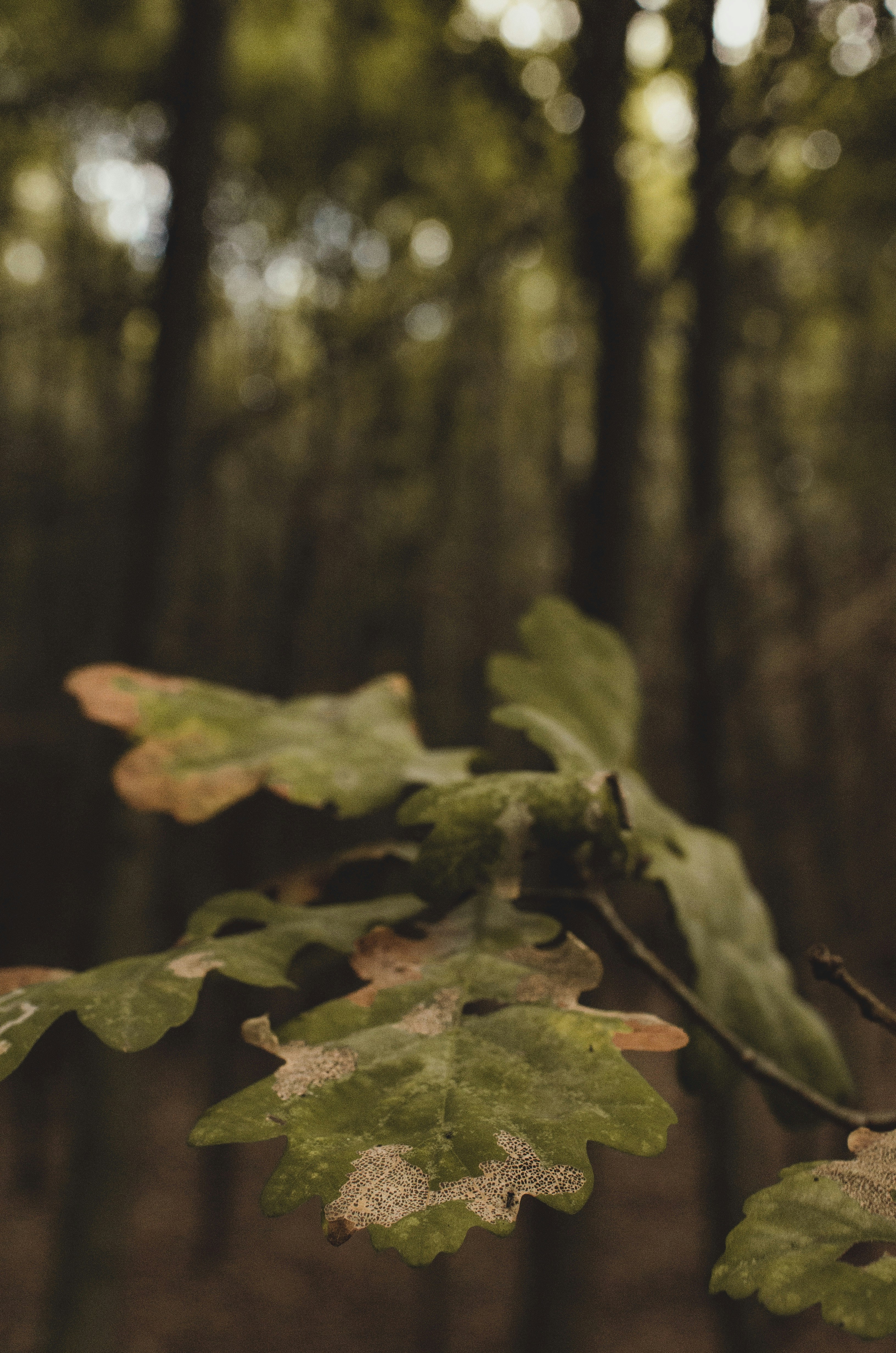 Photo by gamanalice3012