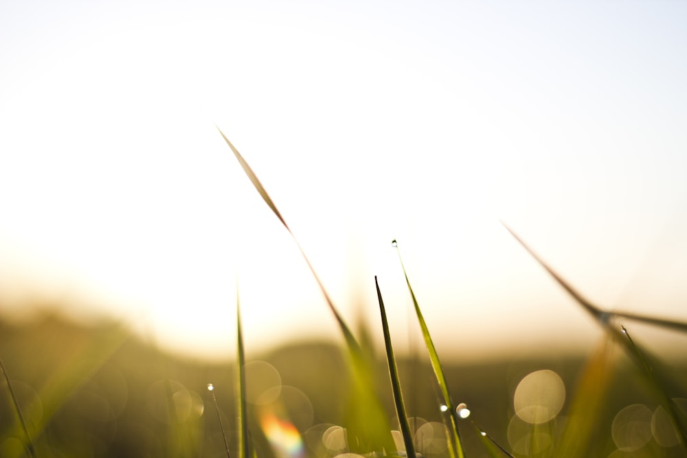 green grass during golden hour