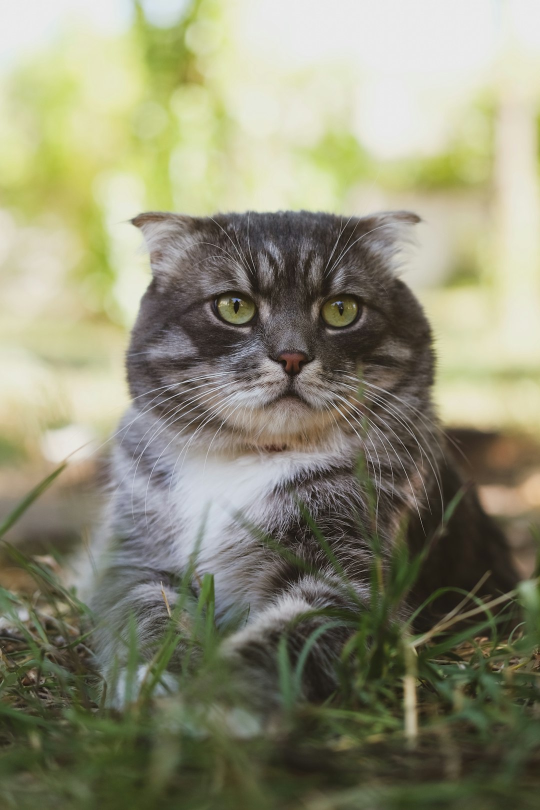 grey and white cat on green grass during daytime
