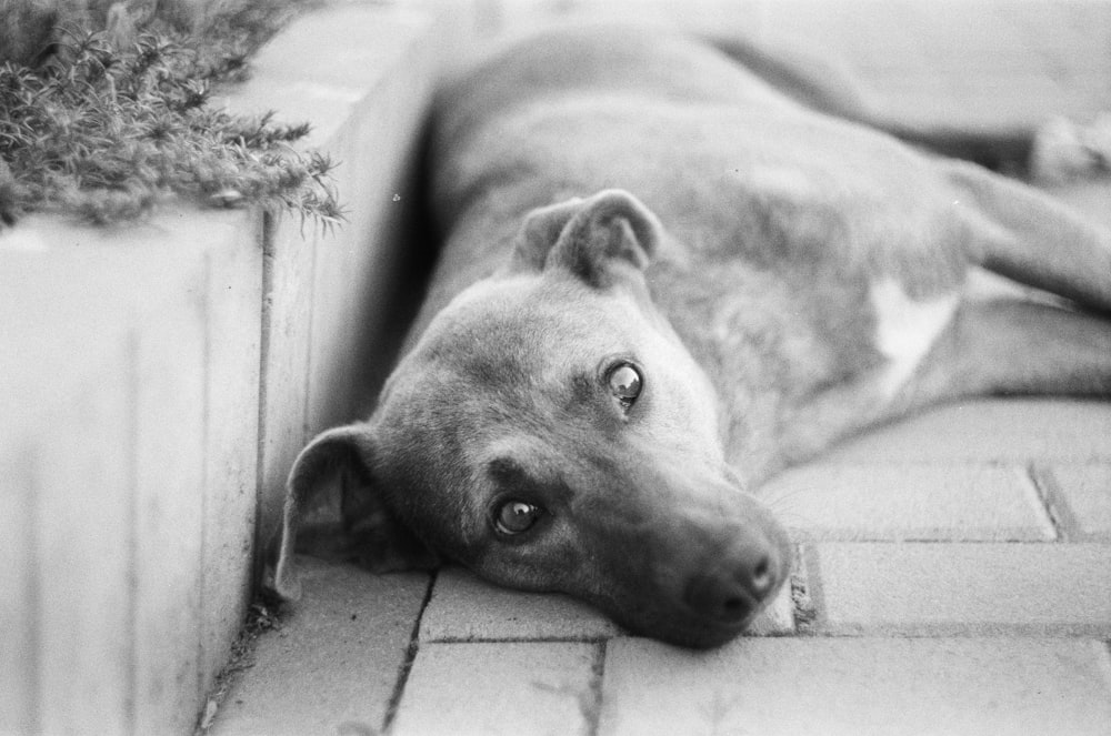 grayscale photo of short coated dog