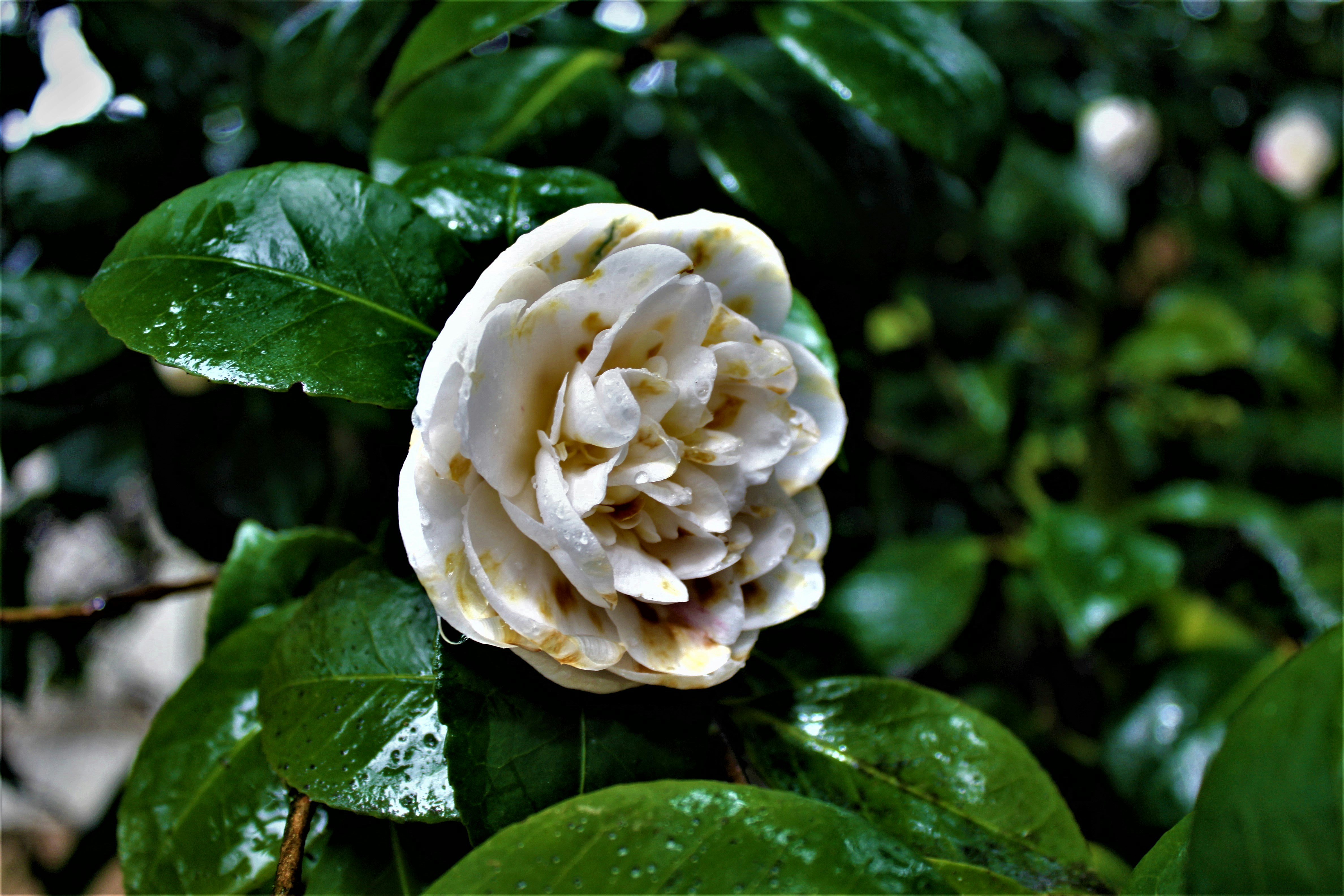 Photo by akeoshiiproject