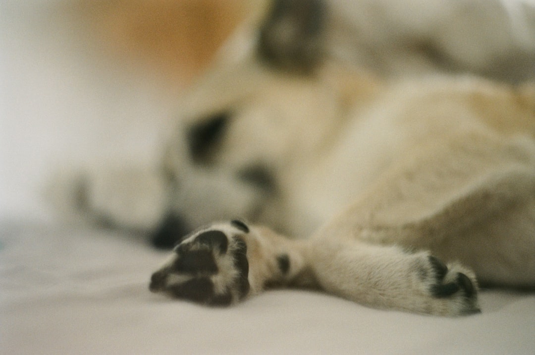 blurred, sleeping dog
