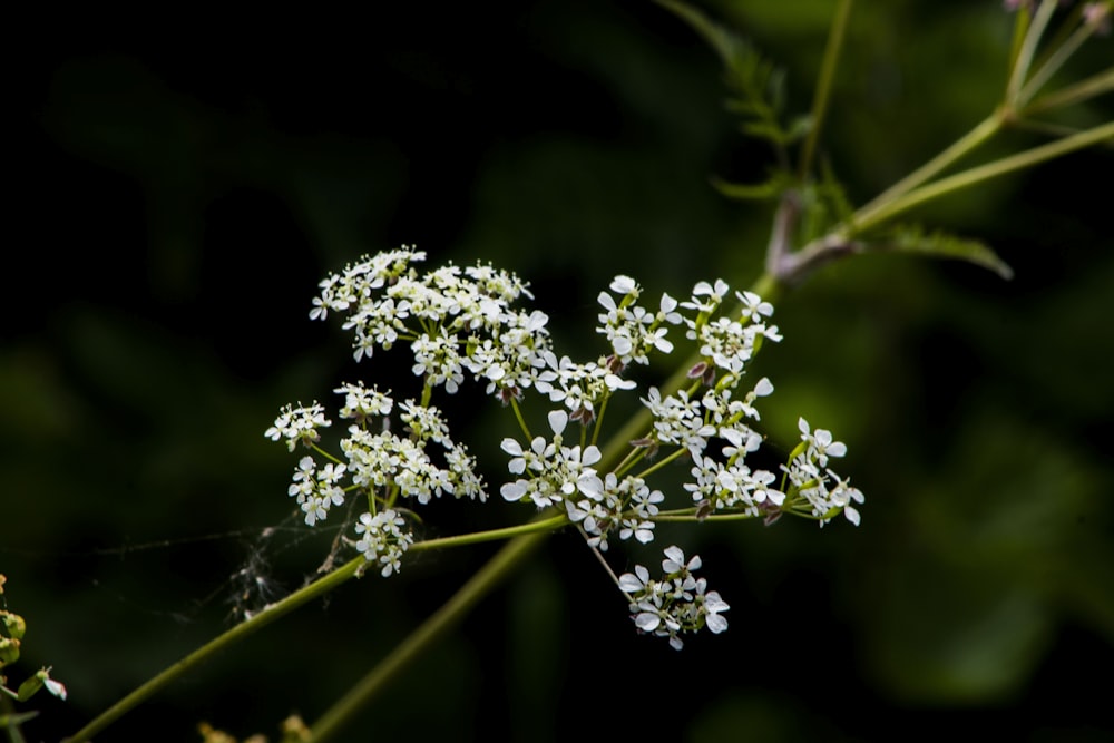 white flowers in tilt shift lens