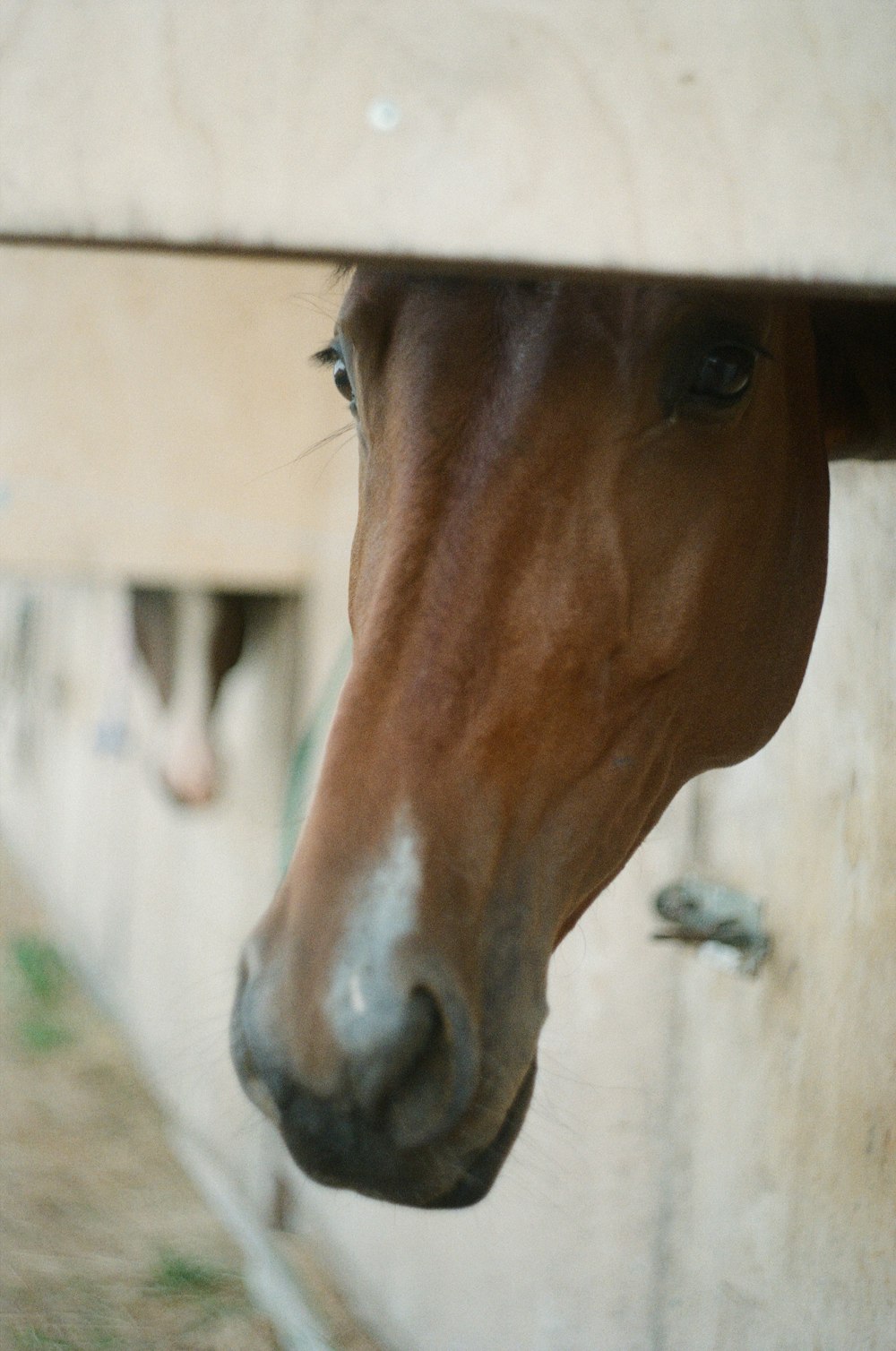 brown horse in cage during daytime
