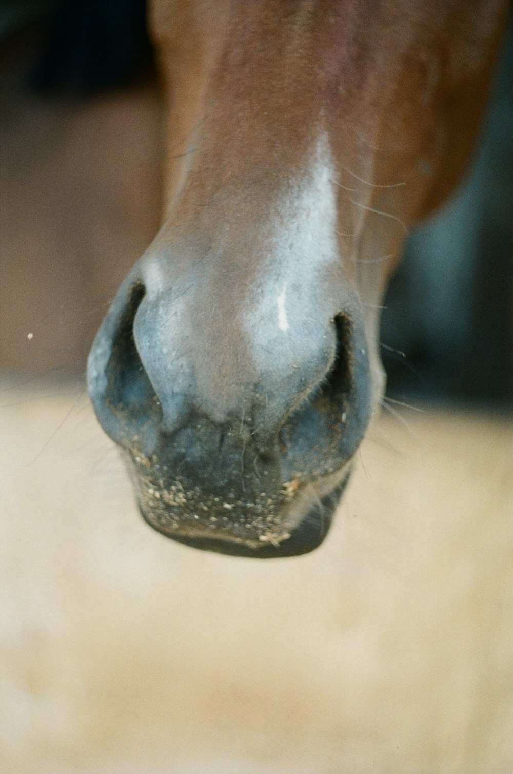 brown horse head in close up photography during daytime