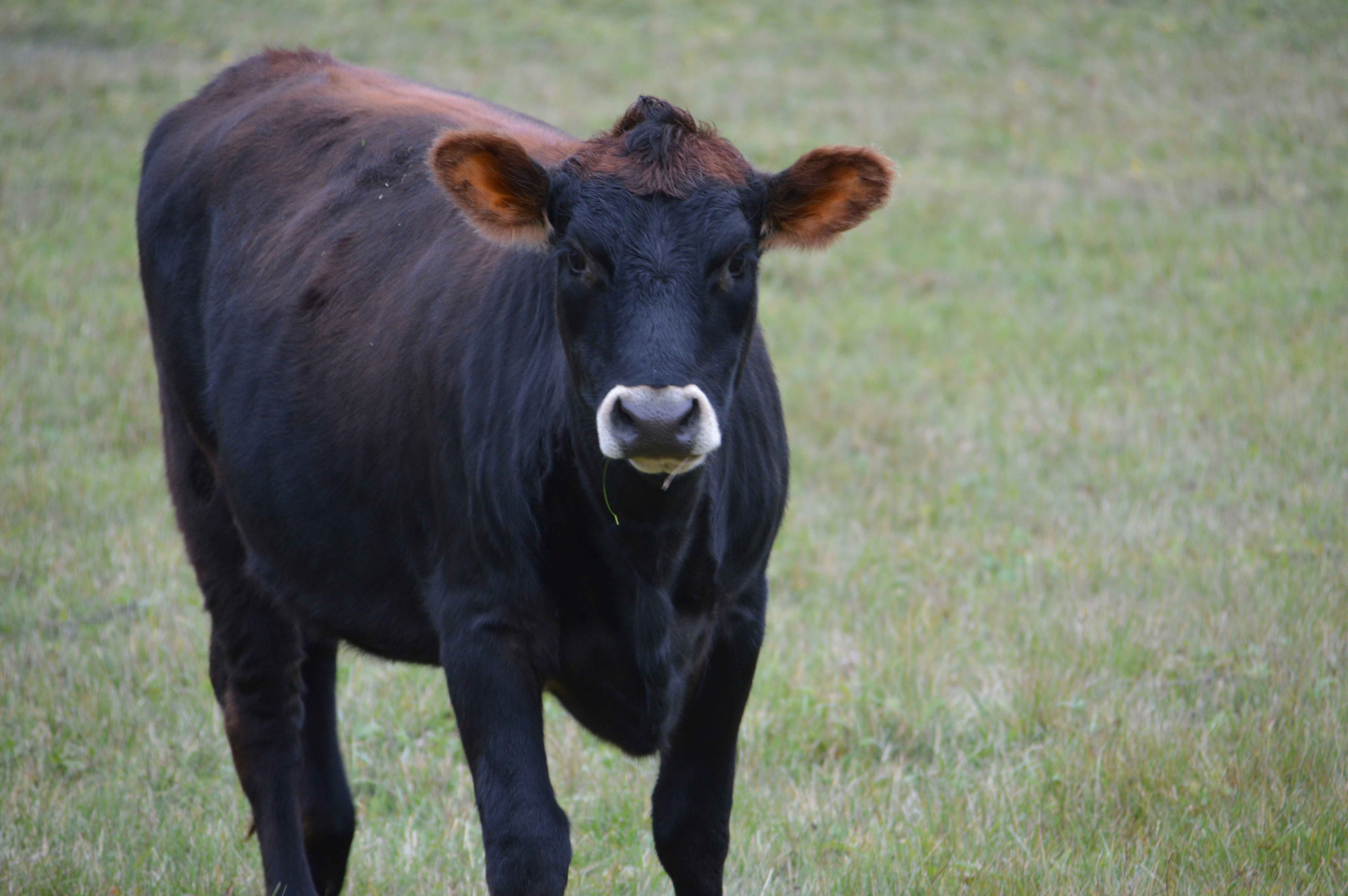 A dairy cow on a small farm