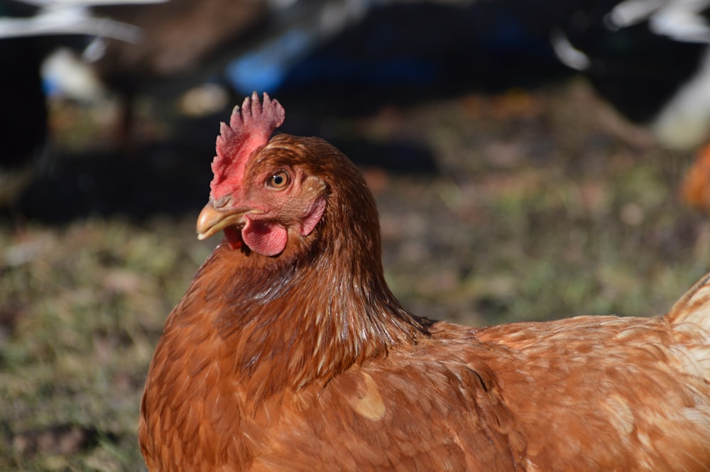 brown hen on green grass during daytime