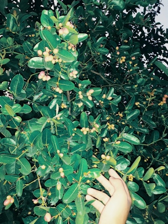 A leafy plant with glossy green leaves and clusters of small, round, pinkish-yellow fruits. A hand is reaching towards one of the branches, gently touching the plant.