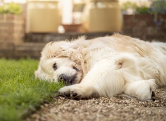 golden retriever lying on green grass during daytime