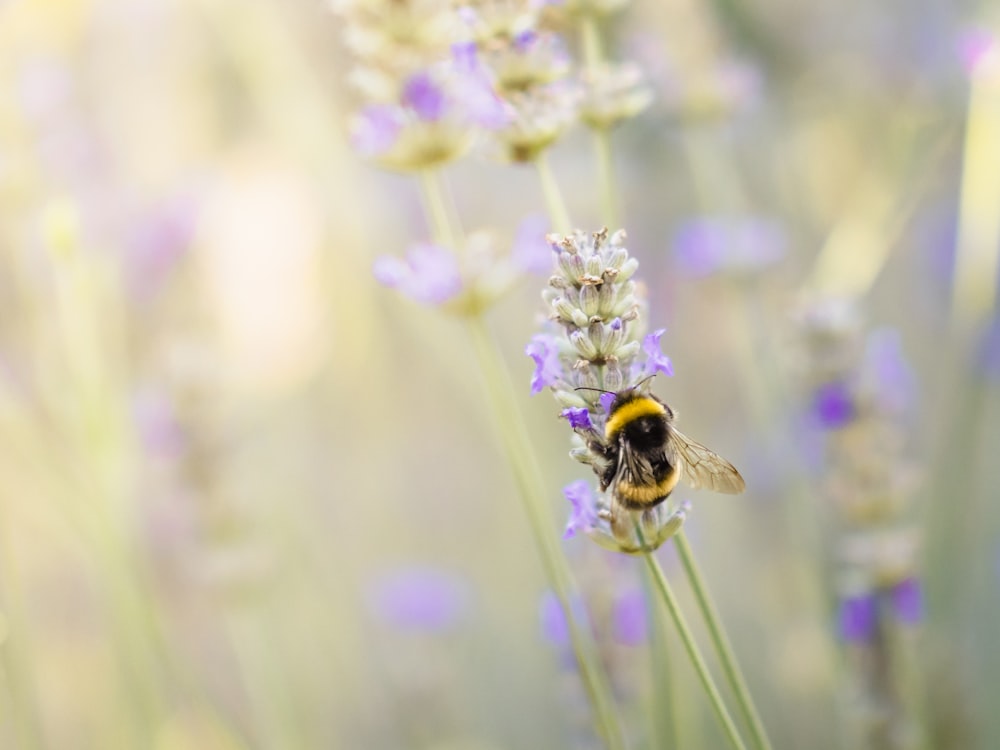 a bum is sitting on a lavender flower