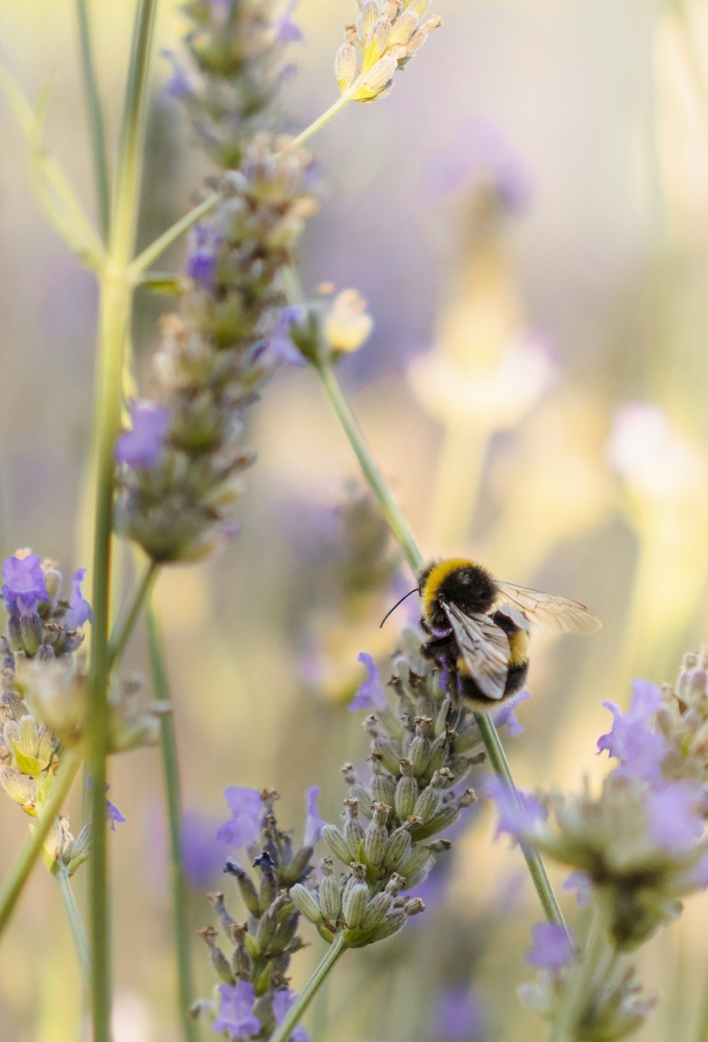 black and yellow bee on green plant during daytime