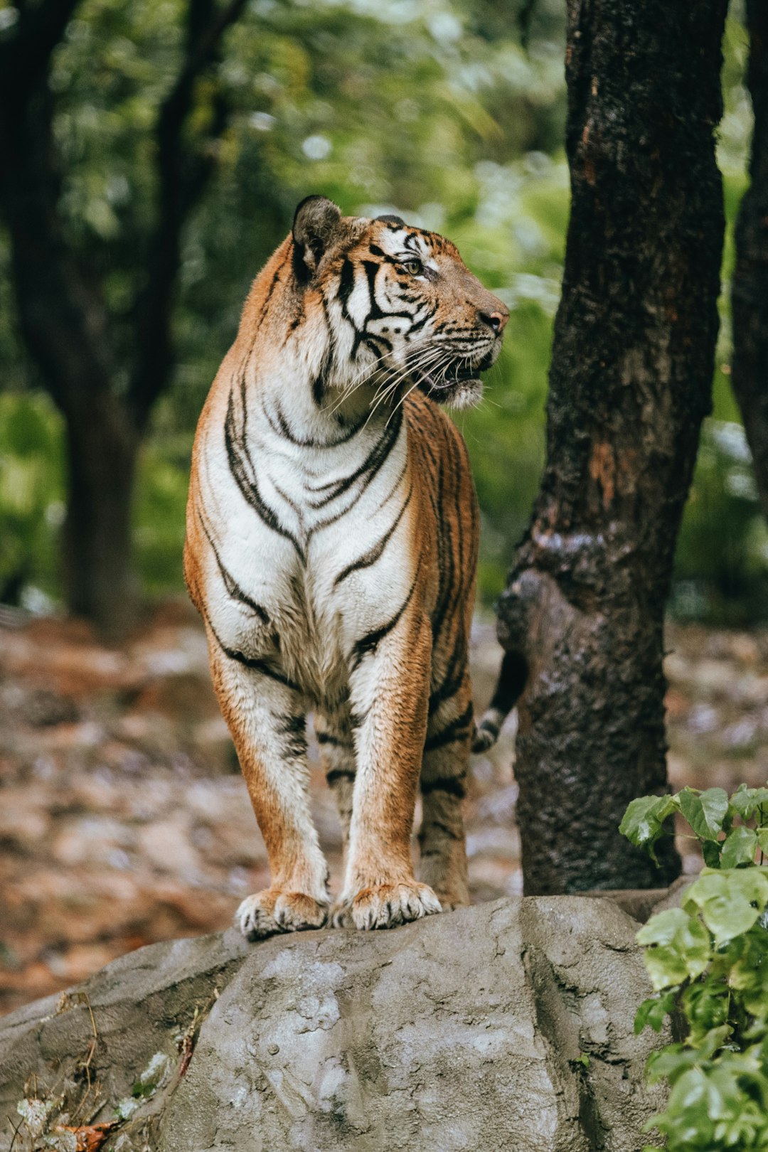 tiger walking on brown soil