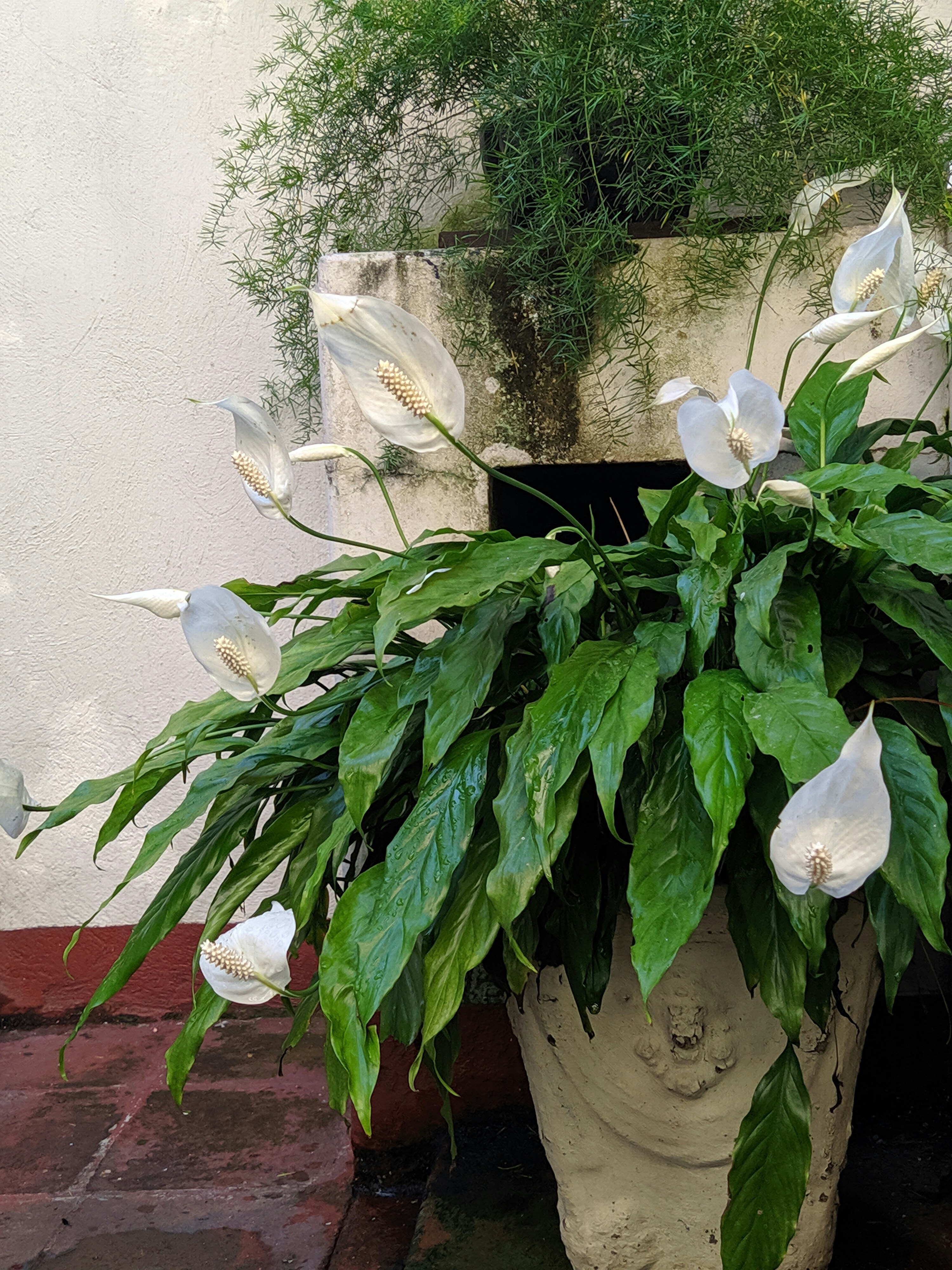 Peace lily with white flowers and glossy green leaves in minimalist pot