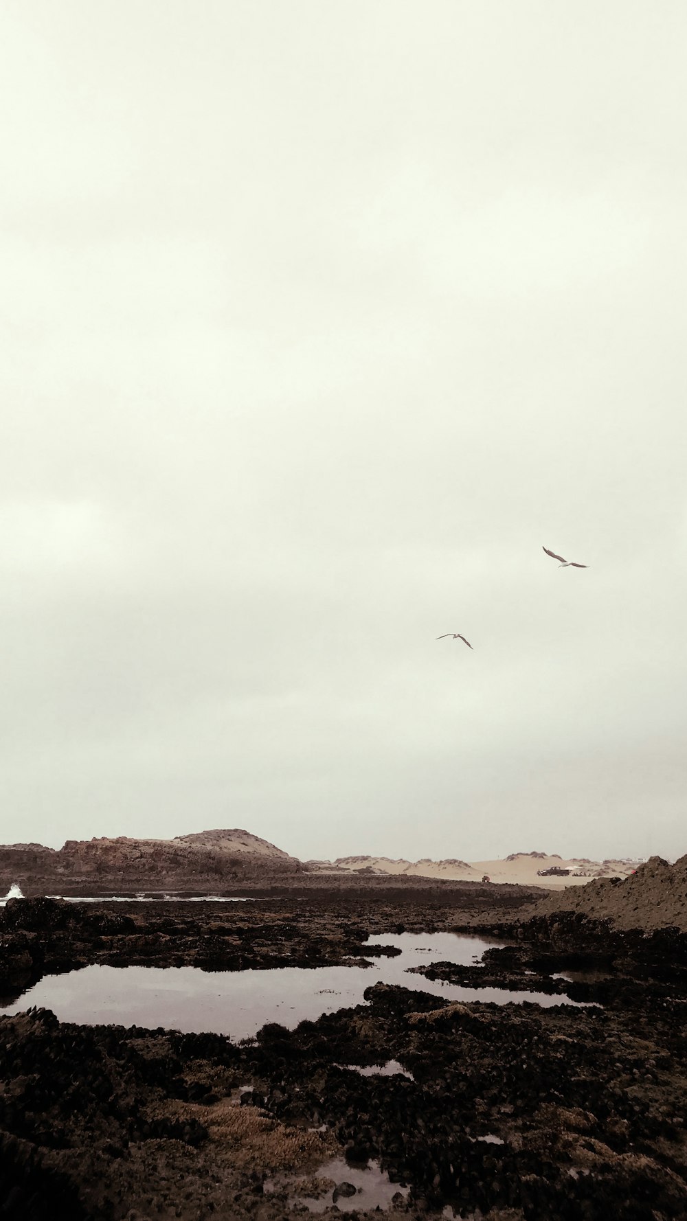 birds flying over brown mountain during daytime