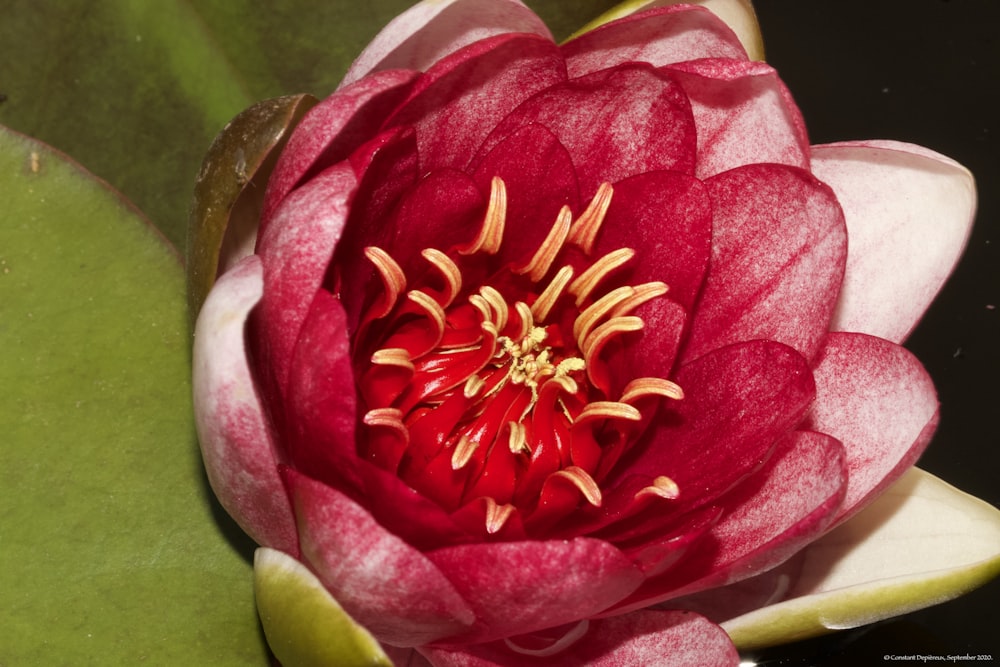 pink and white flower in close up photography