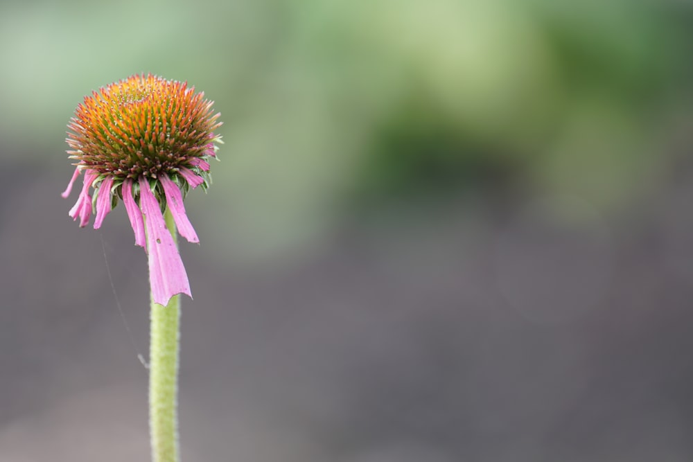 pink flower in tilt shift lens