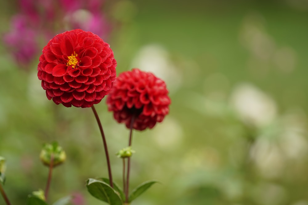 red flower in tilt shift lens