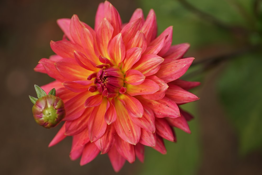 pink flower in tilt shift lens