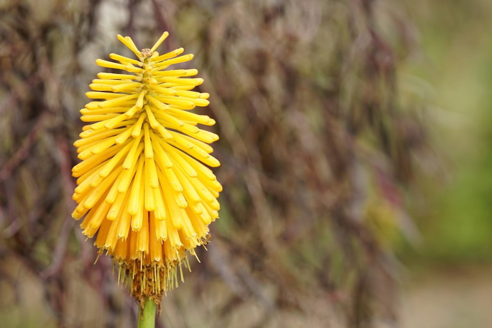 fleur jaune dans une lentille à bascule et décentrement