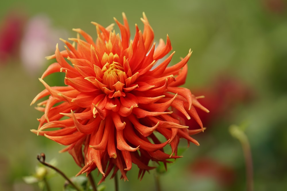 orange flower in tilt shift lens