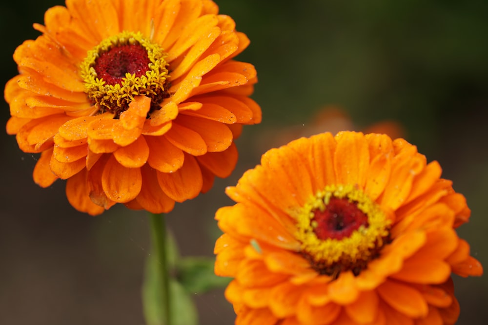 orange flower in tilt shift lens