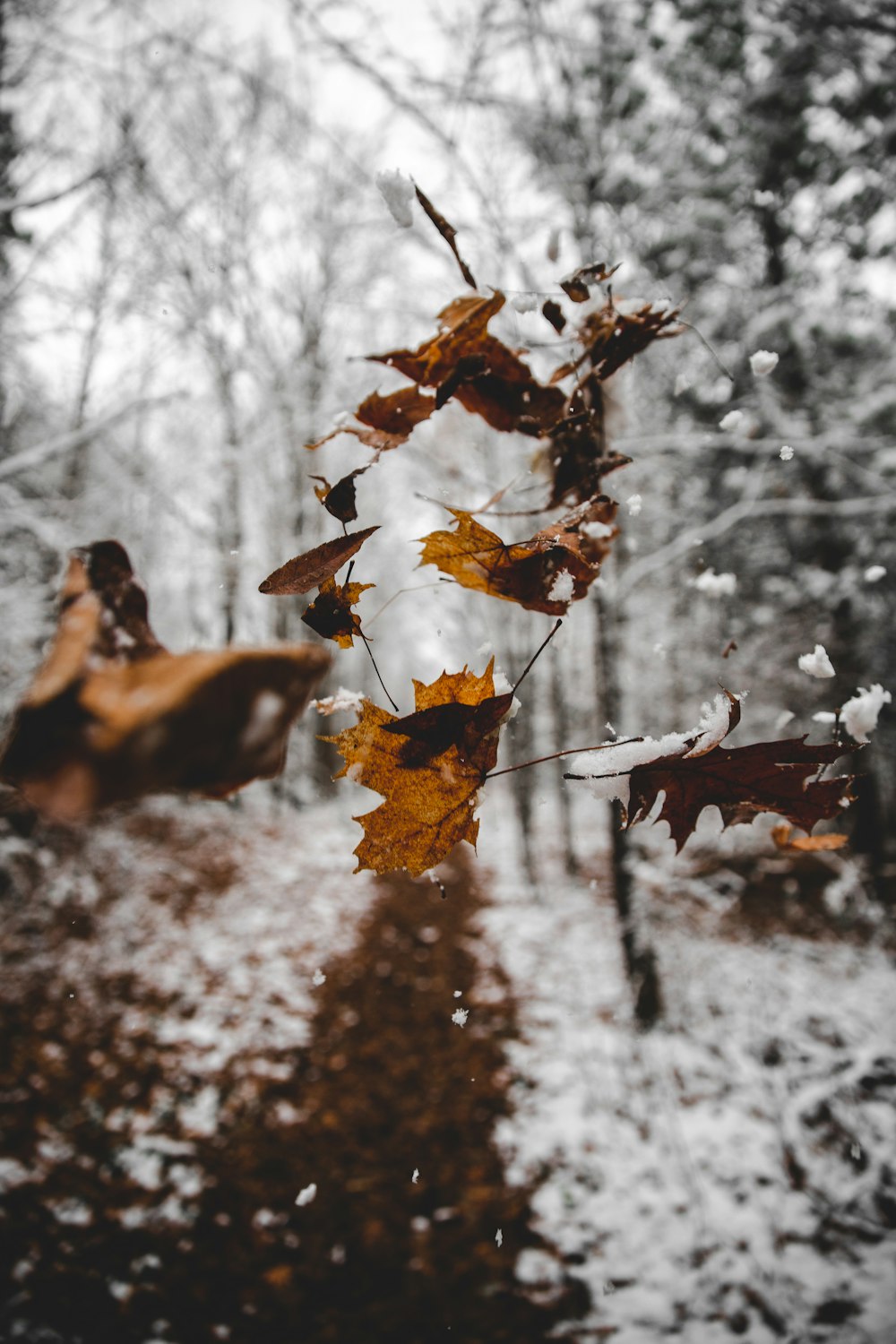 brown dried leaves on snow covered ground