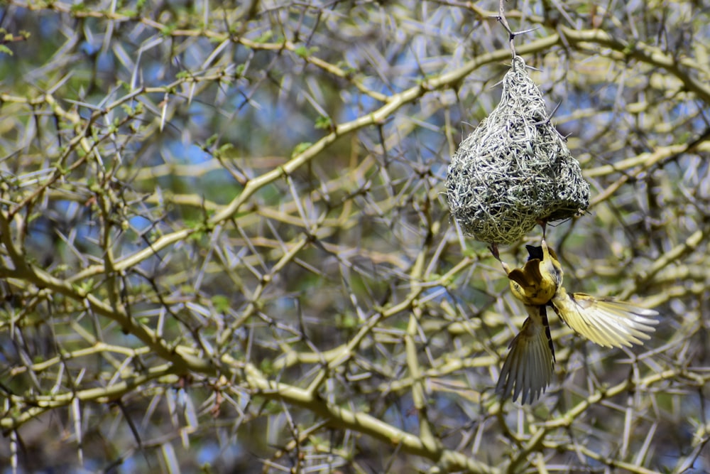 brown bird on brown tree branch during daytime