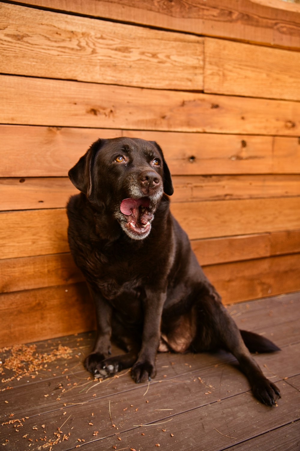 black labrador retriever sitting on brown wooden floor