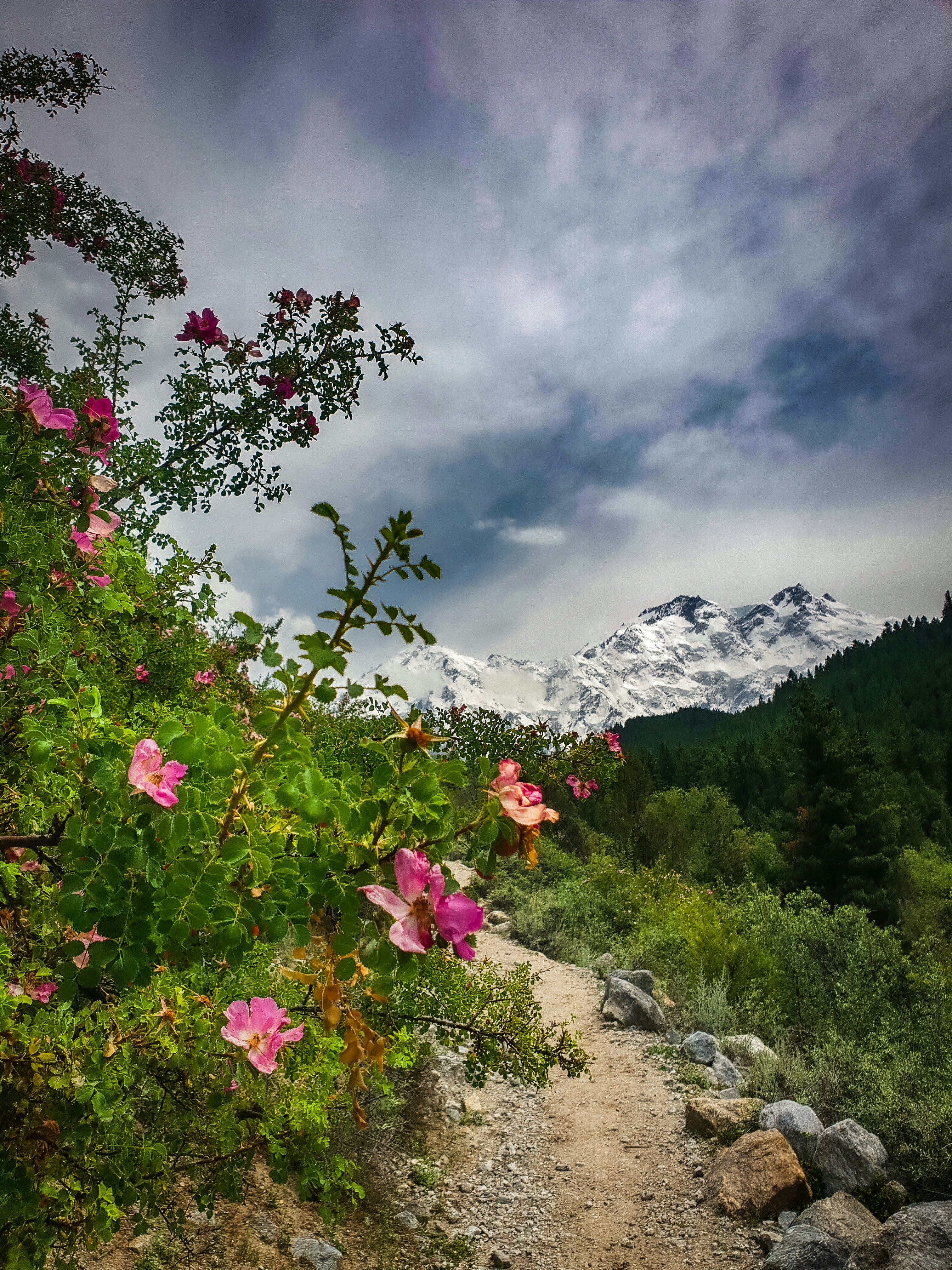 pink flowers on rocky mountain under cloudy sky during daytime