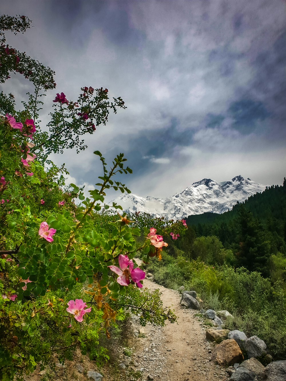 flores rosadas en la montaña rocosa bajo el cielo nublado durante el día