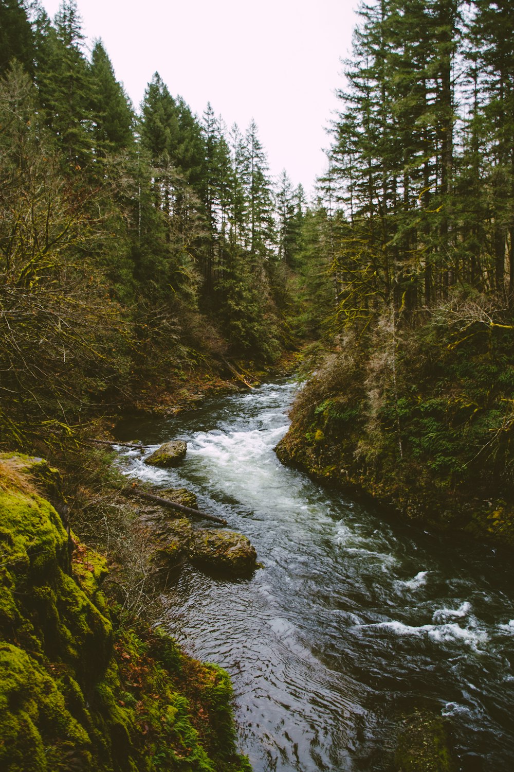 낮에는 숲 한가운데있는 강