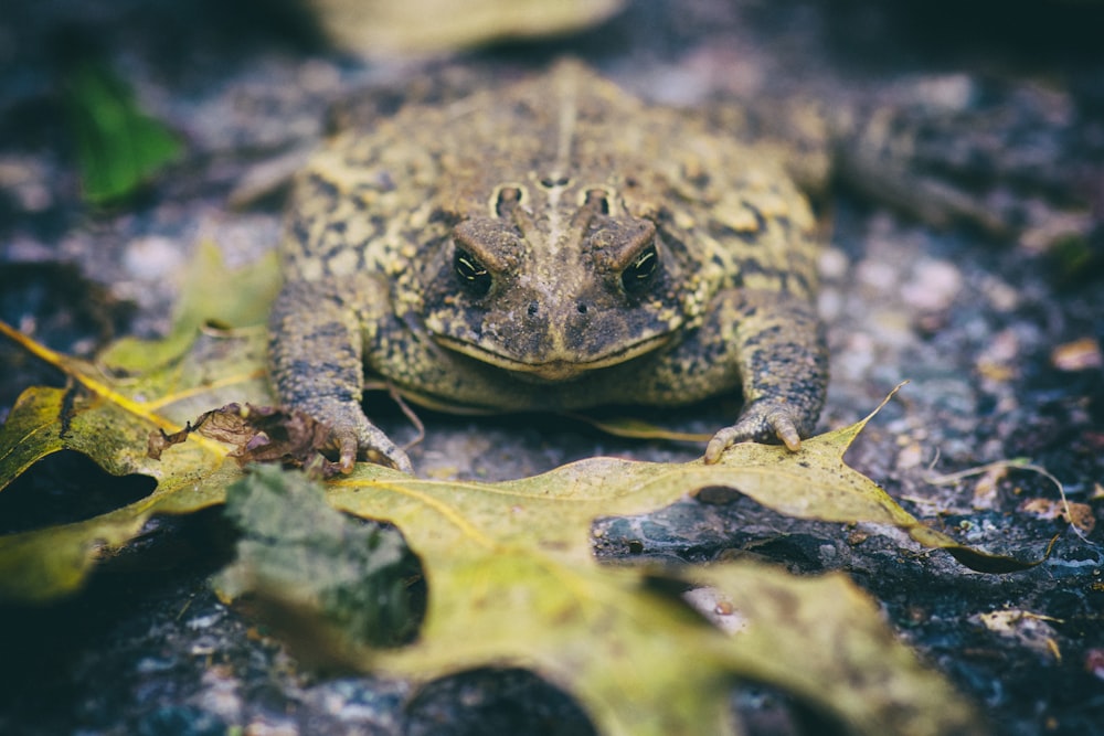 green and black frog on green leaf