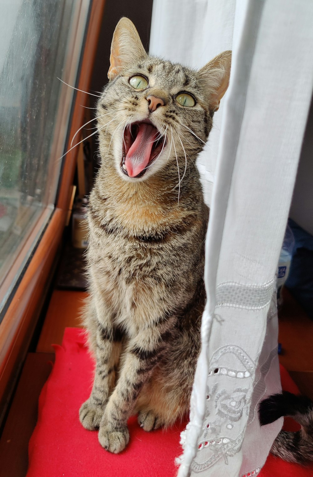 brown tabby cat on white textile