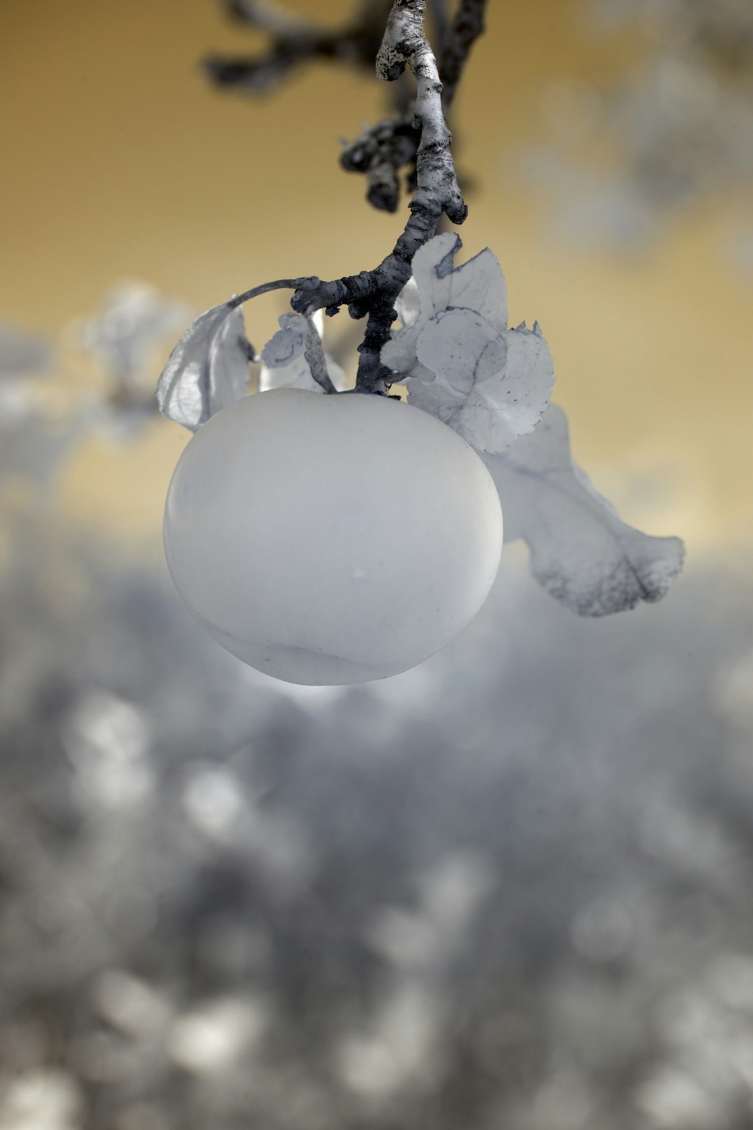 white and gray balloon with water droplets