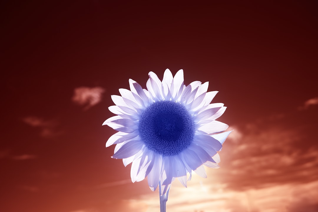 white and yellow flower under blue sky during daytime