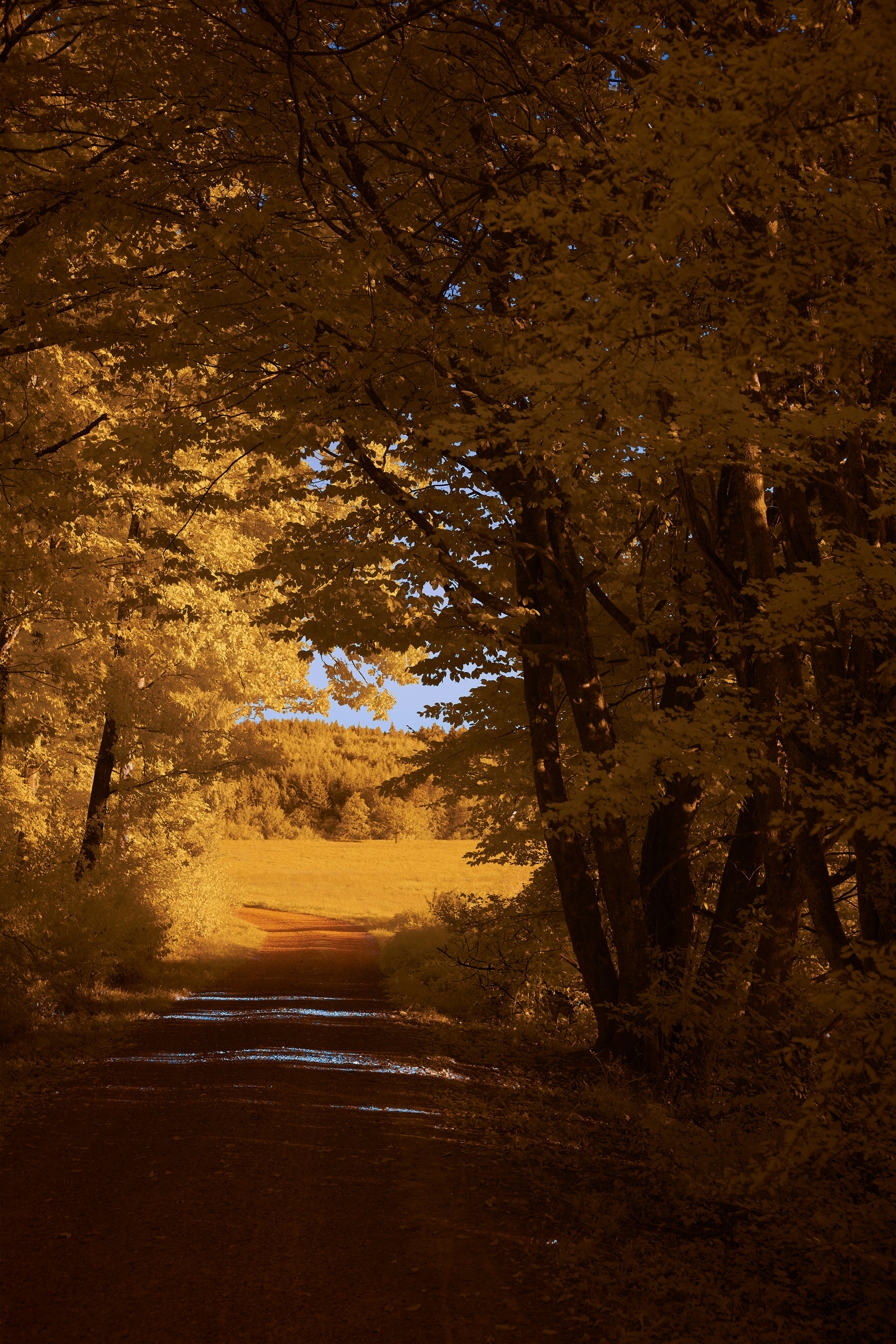 Photo by wolfgang_hasselmann