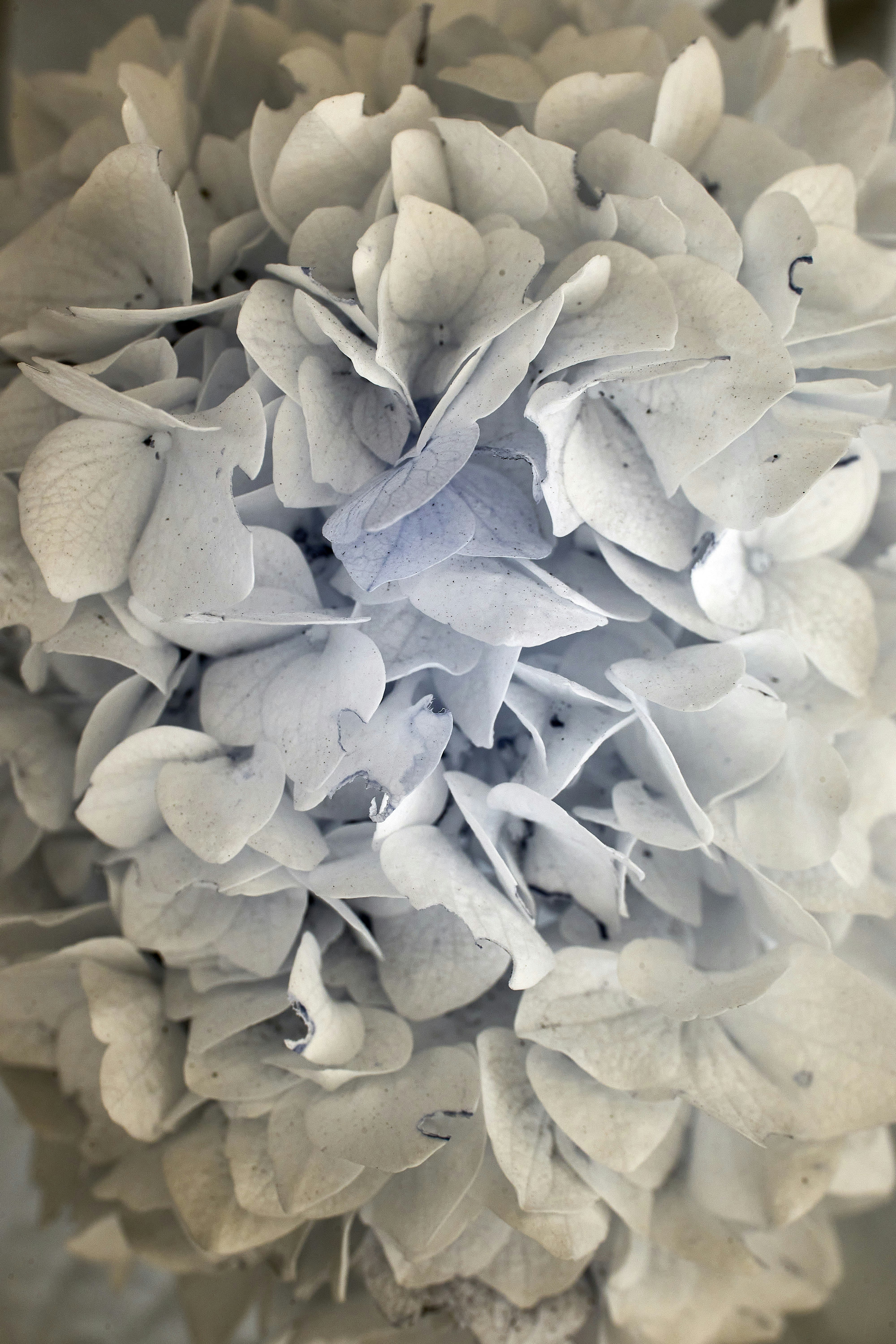 white flower petals in close up photography