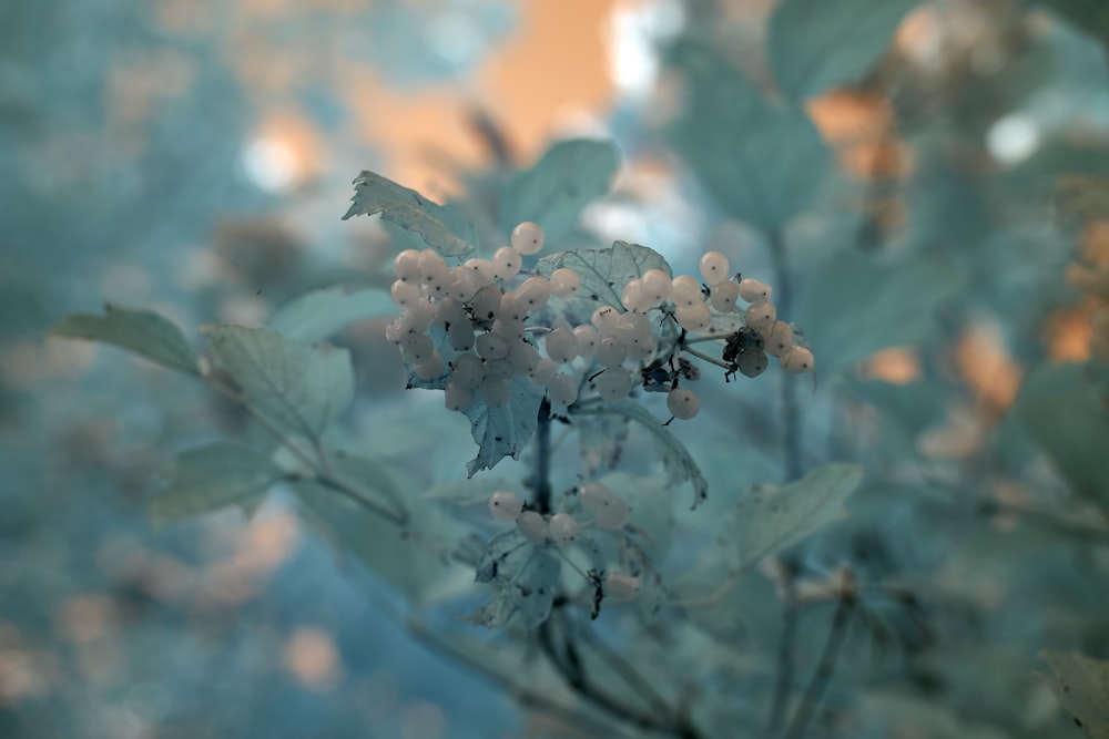 white flower in tilt shift lens