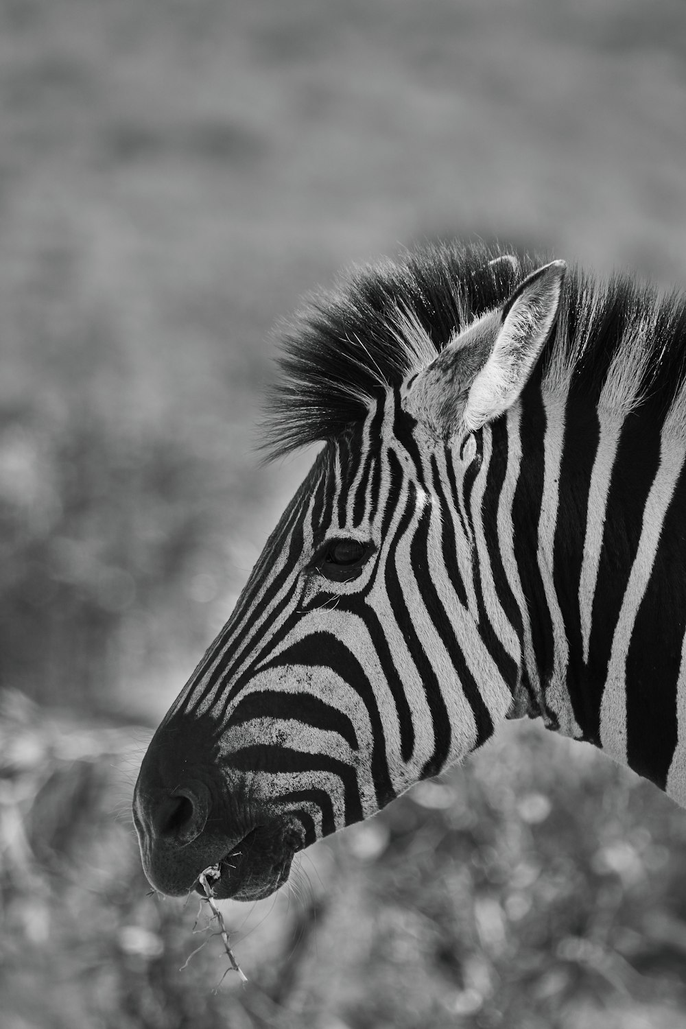 black and white zebra in close up photography