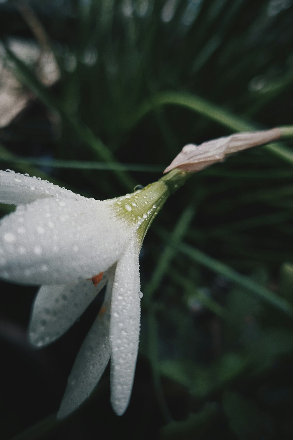 white flower with green leaves