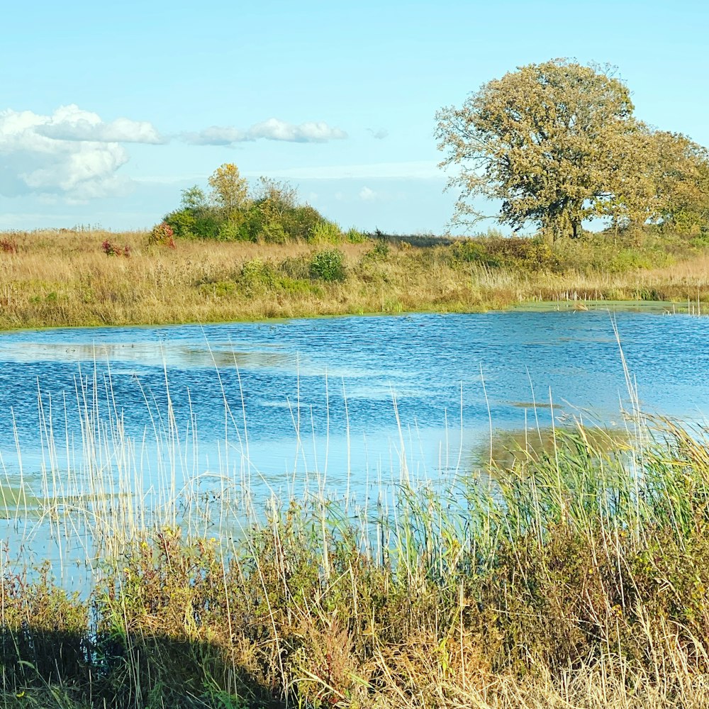 green grass near body of water during daytime